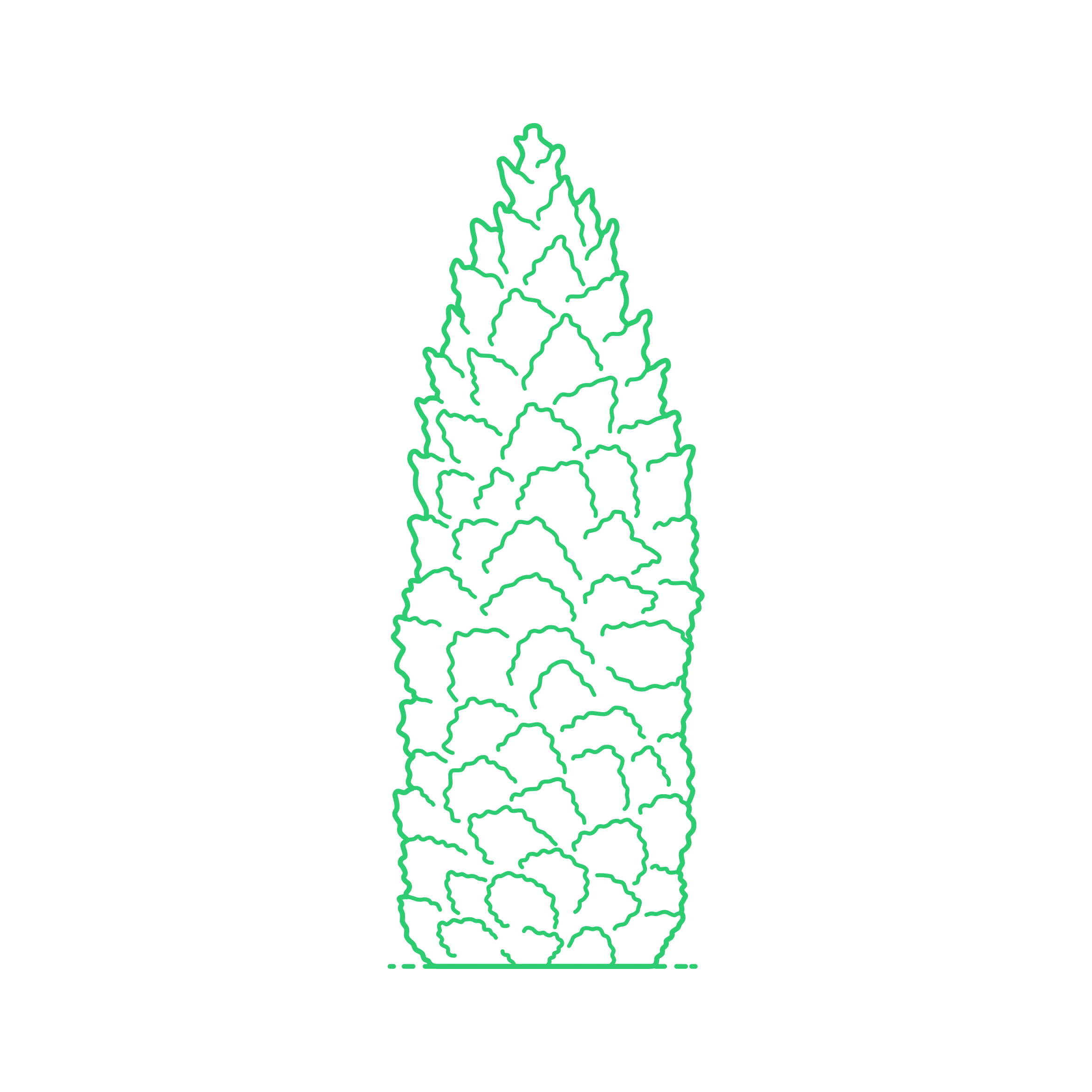 Plants Cypresses Lawson Cypress Engraving Svg Design Free Vectors